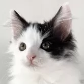 ノルウェージャンフォレストキャット【福岡県・男の子・2024年5月31日・ブラック&ホワイト】の写真1