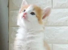 ノルウェージャンフォレストキャット【福岡県・男の子・2020年3月8日・レッドタビー&ホワイト】の写真1