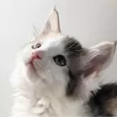 ノルウェージャンフォレストキャット【福岡県・女の子・2023年10月15日・キャリコ】の写真1「12/29撮影」