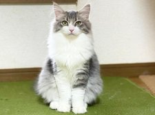 ノルウェージャンフォレストキャット【・女の子・2022年1月15日・ブルーマッカレルタビー&ホワイト】