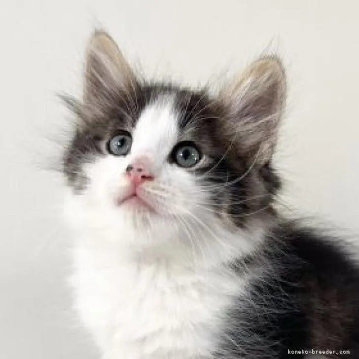 ID:2211-01860の子猫