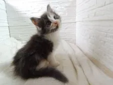 ノルウェージャンフォレストキャット【福岡県・女の子・2021年7月10日・ダイリュートキャリコ】の写真2