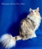 ノルウェージャンフォレストキャット【・女の子・2022年2月28日・ダイリュートキャリコ】