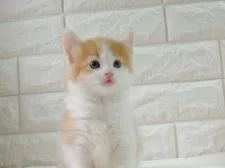 ノルウェージャンフォレストキャット【福岡県・男の子・2020年3月8日・レッドタビー&ホワイト】の写真3