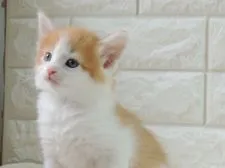 ノルウェージャンフォレストキャット【福岡県・男の子・2020年3月8日・レッドタビー&ホワイト】の写真4