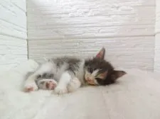 ノルウェージャンフォレストキャット【福岡県・女の子・2021年7月10日・ダイリュートキャリコ】の写真5「撮影中に寝てしまいました（笑）」