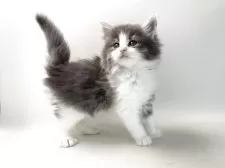 ノルウェージャンフォレストキャット【福岡県・女の子・2025年3月17日・ブルーマッカレルタビー&ホワイト】の写真14