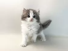 ノルウェージャンフォレストキャット【福岡県・女の子・2025年3月13日・ブルーマッカレルタビー&ホワイト】の写真4