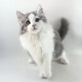 ノルウェージャンフォレストキャット【福岡県・女の子・2025年9月7日・ブルーマッカレルタビー&ホワイト】の写真11