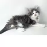 ノルウェージャンフォレストキャット【福岡県・男の子・2025年3月17日・ブルーマッカレルタビー&ホワイト】の写真12