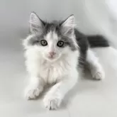 ノルウェージャンフォレストキャット【福岡県・女の子・2025年8月12日・ブルークラッシックタビー&ホワイト】の写真15