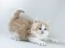 ノルウェージャンフォレストキャット【福岡県・男の子・2025年3月26日・クリームマッカレルタビー&ホワイト】の写真14