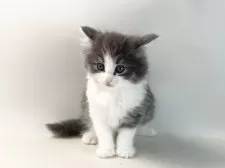 ノルウェージャンフォレストキャット【福岡県・女の子・2025年3月17日・ブルーマッカレルタビー&ホワイト】の写真15