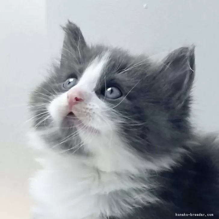 ID：2505-00465の子猫