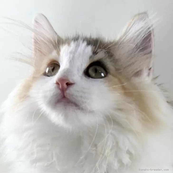 ID：2509-01877の子猫