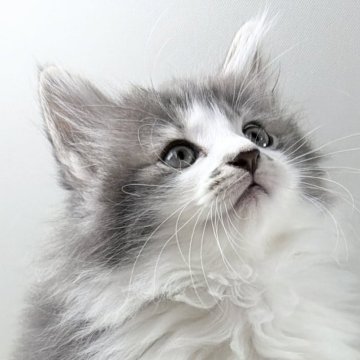 ノルウェージャンフォレストキャット【福岡県・男の子・2025年9月14日・ブルークラッシックタビー&ホワイト】の写真「30日間の生命保証.DNA検査済みです」