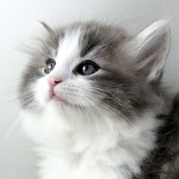 ノルウェージャンフォレストキャット【福岡県・男の子・2025年9月7日・ブルーマッカレルタビー&ホワイト】の写真「30日間の生命保証.DNA検査済みです」