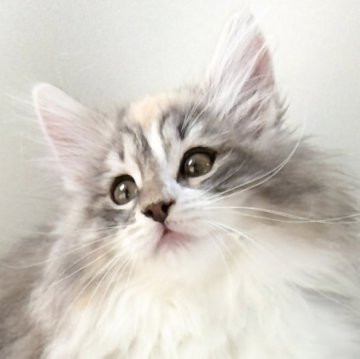 ノルウェージャンフォレストキャット【福岡県・女の子・2025年9月14日・ダイリュートキャリコ】の写真「30日間の生命保証.DNA検査済みです」