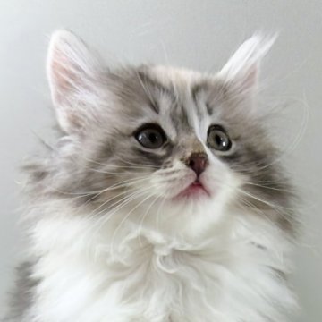 ノルウェージャンフォレストキャット【福岡県・女の子・2025年9月14日・ダイリュートキャリコ】の写真「30日間の生命保証.DNA検査済みです」