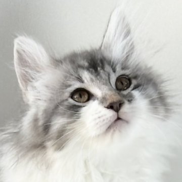 ノルウェージャンフォレストキャット【福岡県・女の子・2025年9月14日・ブルーマッカレルタビー&ホワイト】の写真「30日間の生命保証.DNA検査済みです」