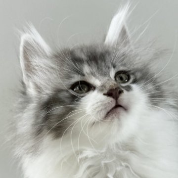 ノルウェージャンフォレストキャット【福岡県・女の子・2025年9月14日・ブルーマッカレルタビー&ホワイト】の写真「30日間の生命保証.DNA検査済みです」