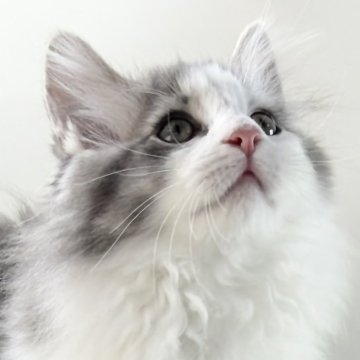 ノルウェージャンフォレストキャット【福岡県・女の子・2025年9月7日・ブルーマッカレルタビー&ホワイト】の写真「30日間の生命保証.DNA検査済みです」