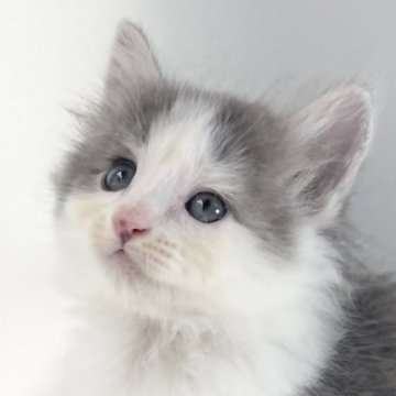 ノルウェージャンフォレストキャット【福岡県・男の子・2025年8月11日・ブルーマッカレルタビー&ホワイト】の写真「30日間の生命保証.DNA検査済みです」