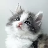 ノルウェージャンフォレストキャット