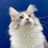 ノルウェージャンフォレストキャット