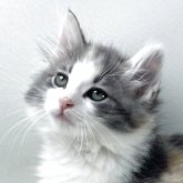 ノルウェージャンフォレストキャット