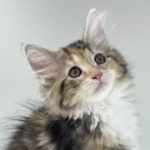 ノルウェージャンフォレストキャット