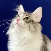 ノルウェージャンフォレストキャット