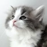 ノルウェージャンフォレストキャット