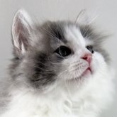 ノルウェージャンフォレストキャット