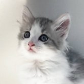 ノルウェージャンフォレストキャット