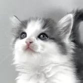 ノルウェージャンフォレストキャット
