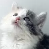 ノルウェージャンフォレストキャット