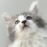 ノルウェージャンフォレストキャット