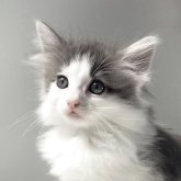 ノルウェージャンフォレストキャット