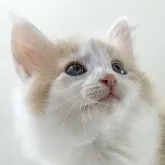 ノルウェージャンフォレストキャット