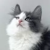ノルウェージャンフォレストキャット