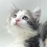 ノルウェージャンフォレストキャット