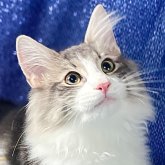 ノルウェージャンフォレストキャット
