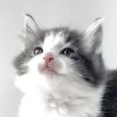 ノルウェージャンフォレストキャット