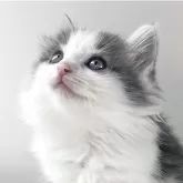 ノルウェージャンフォレストキャット