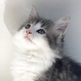 ノルウェージャンフォレストキャット