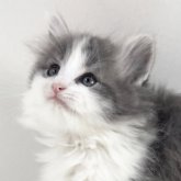 ノルウェージャンフォレストキャット