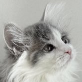 ノルウェージャンフォレストキャット