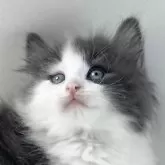 ノルウェージャンフォレストキャット