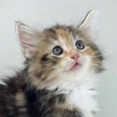 ノルウェージャンフォレストキャット